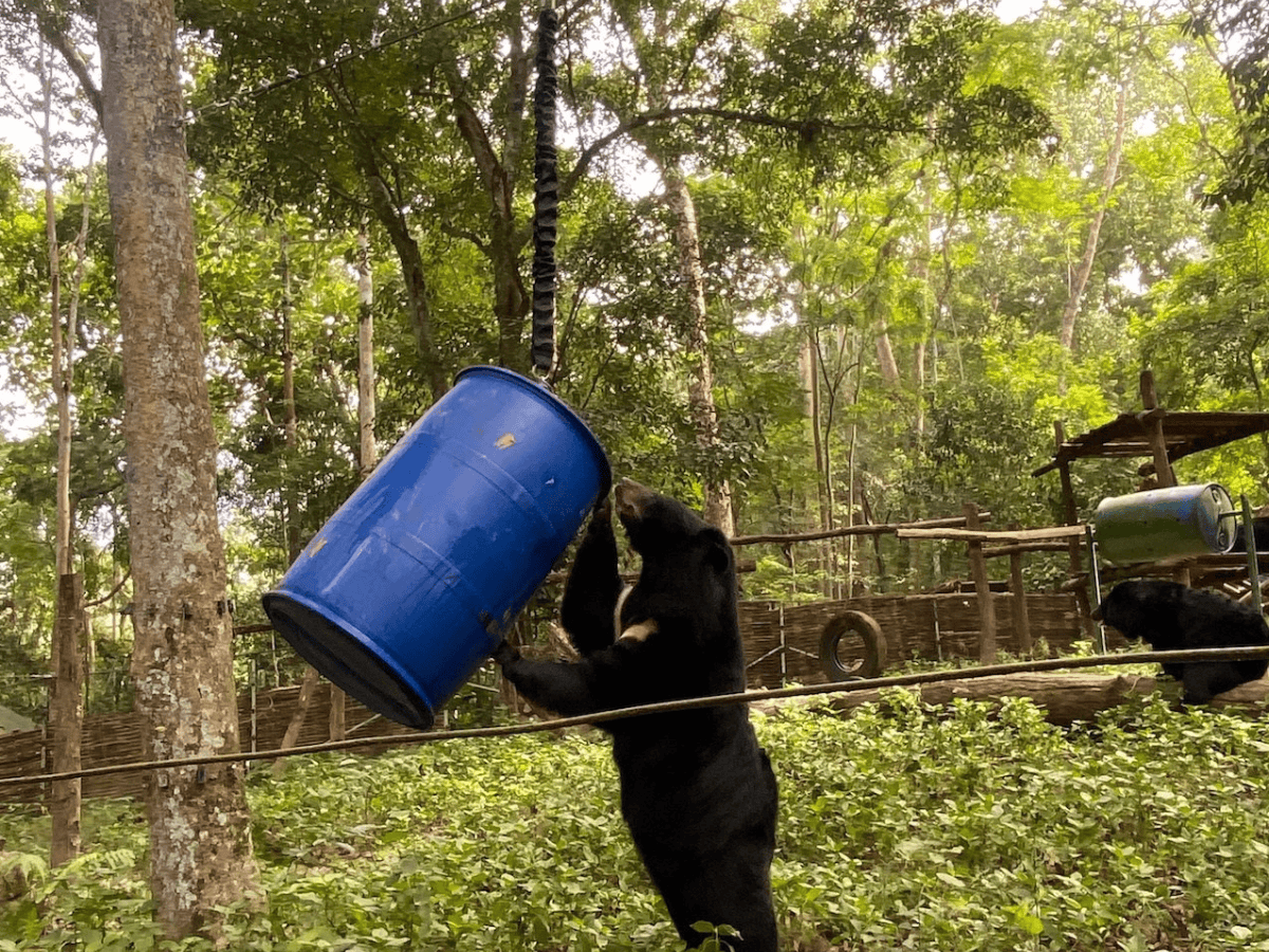 Rescued bear eating from high wire feeders in rehabilitation enclosure.