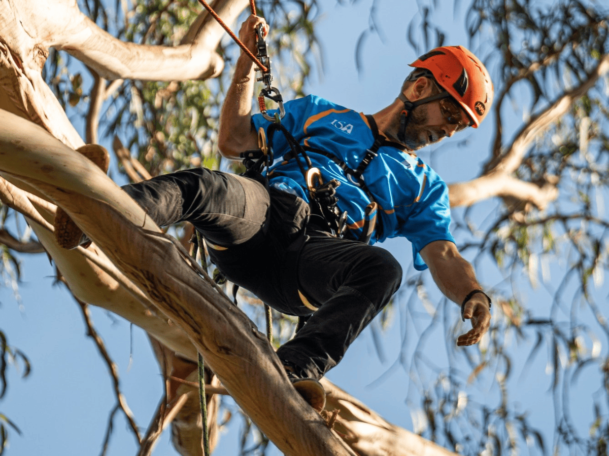 Tree climber participating in the New Arborist of the Year Competition at the Australian Tree Climbing Championship.